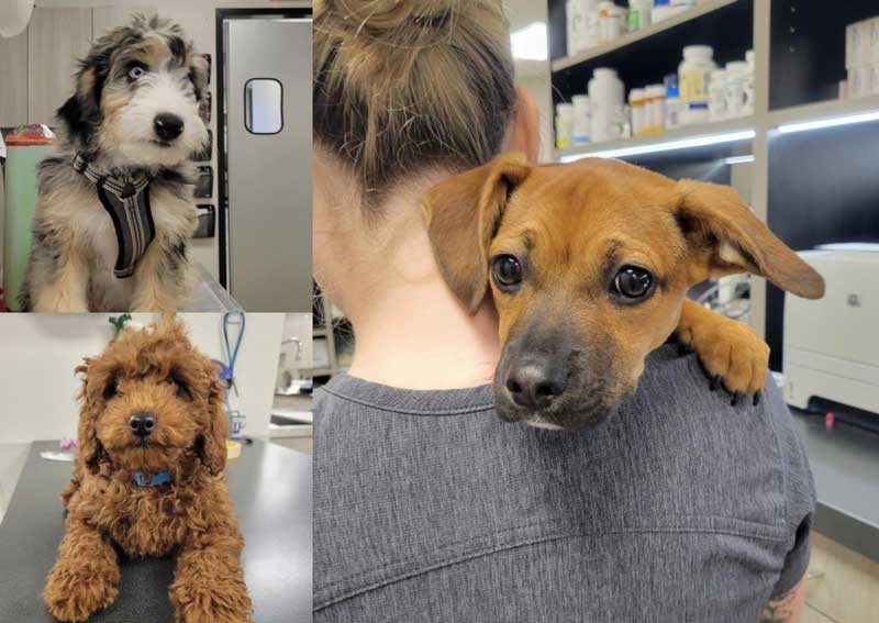 Carousel Slide 3: Puppy veterinarians