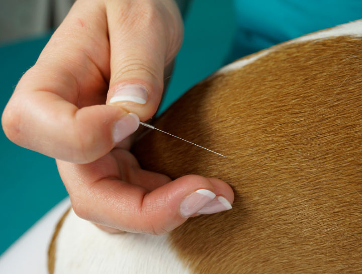 Acupuncture for Pets in O'Fallon