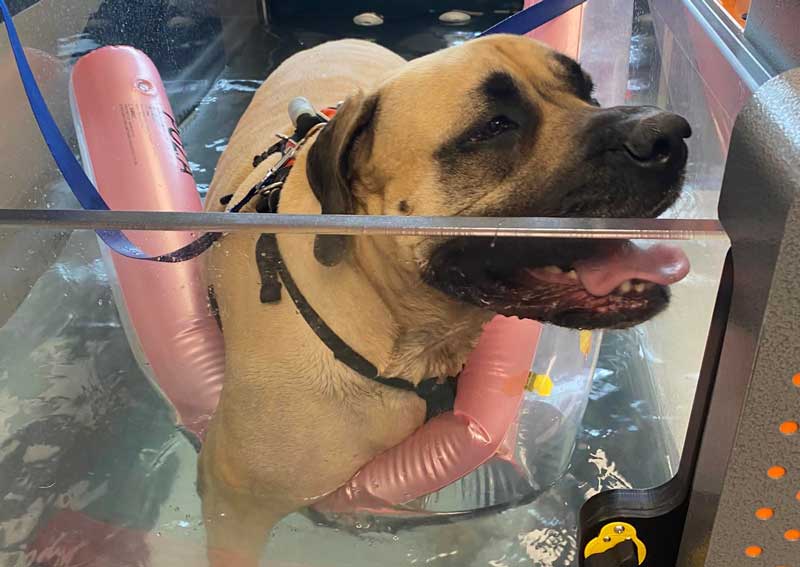 Carousel Slide 4: Hydrotherapy for pets