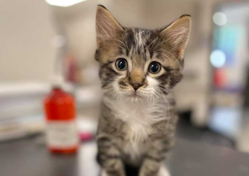 O'Fallon Kitten veterinarians