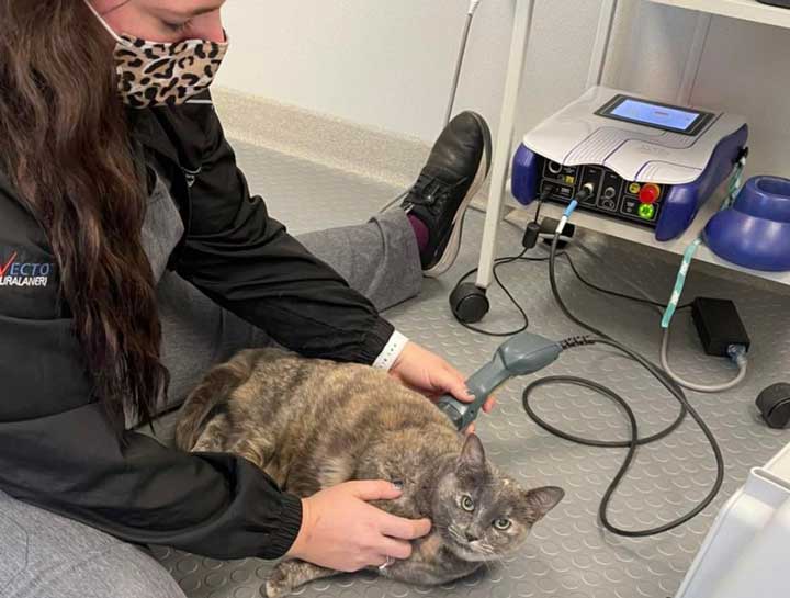 Pet Laser Therapy