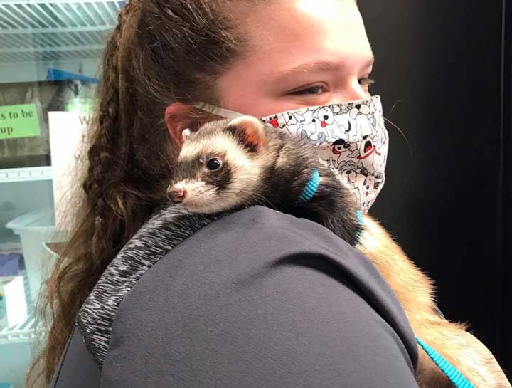 O'Fallon Small Animal Veterinarian | Hamster Vet
