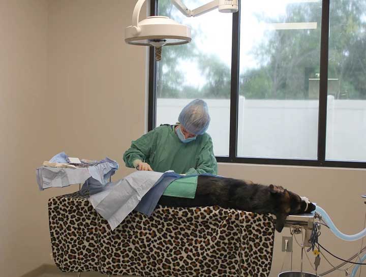 O'Fallon Veterinary Surgeries